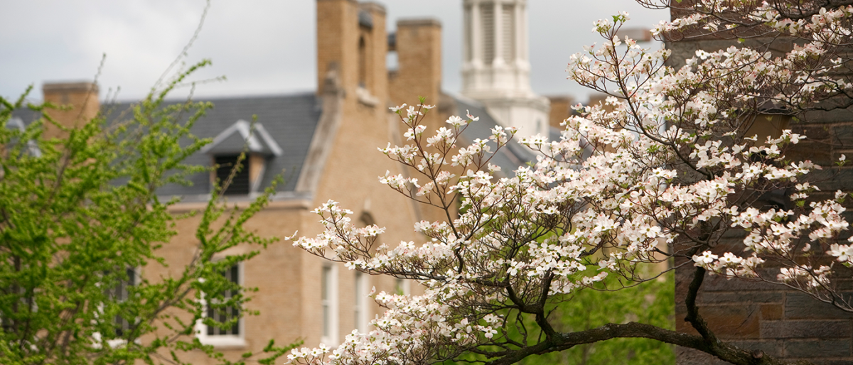 Flowering tree in spring