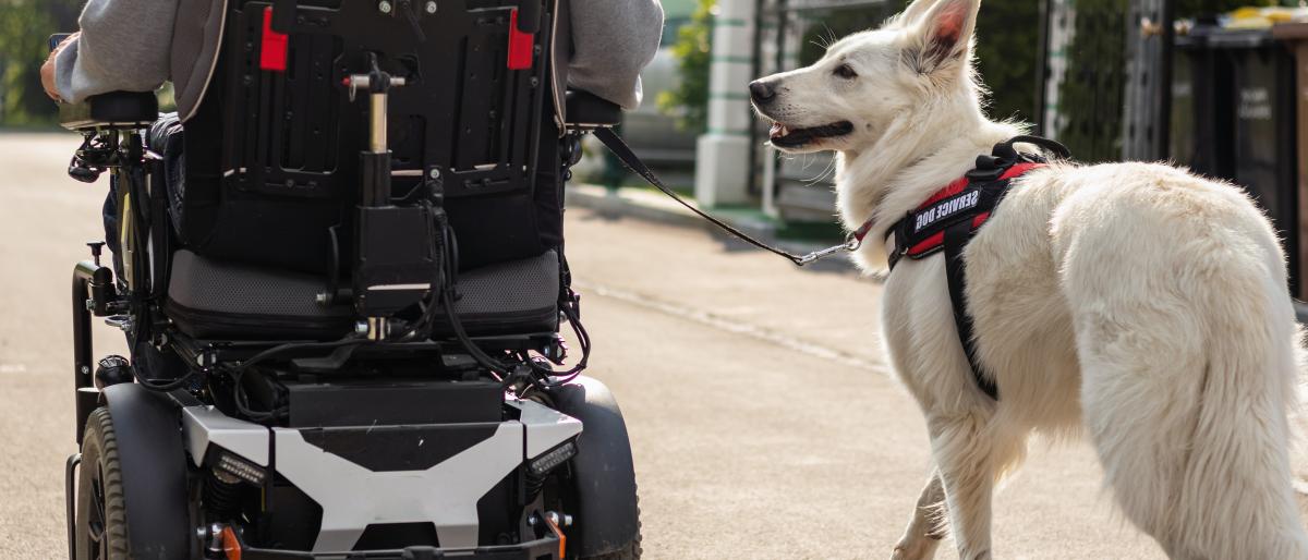 service dog walking alongside wheelchair user