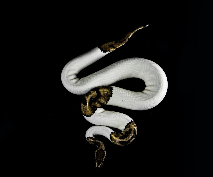 Snake with unusual albino skin pattern in semi-coiled position - Photo Fidias Cervantes
