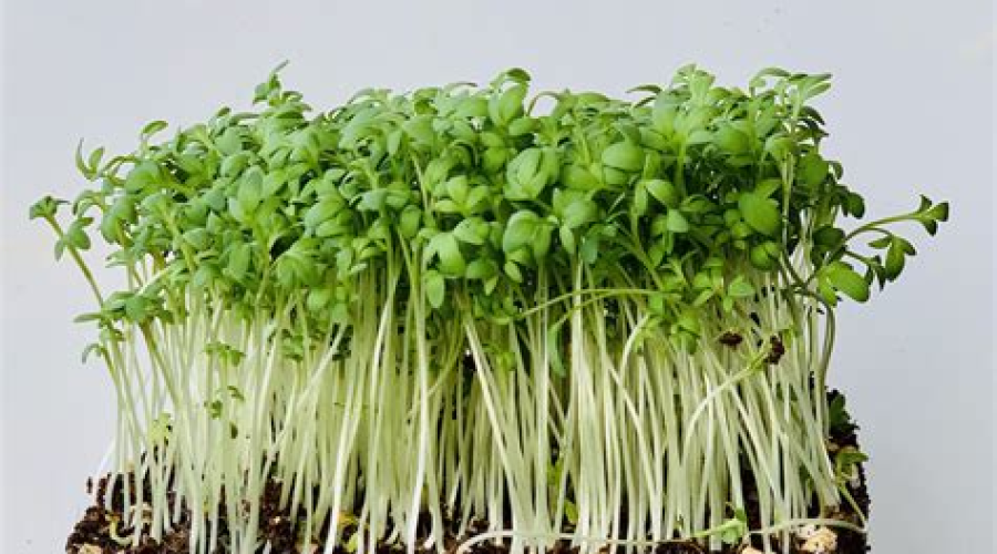 hydroponic block of watercress on grey background