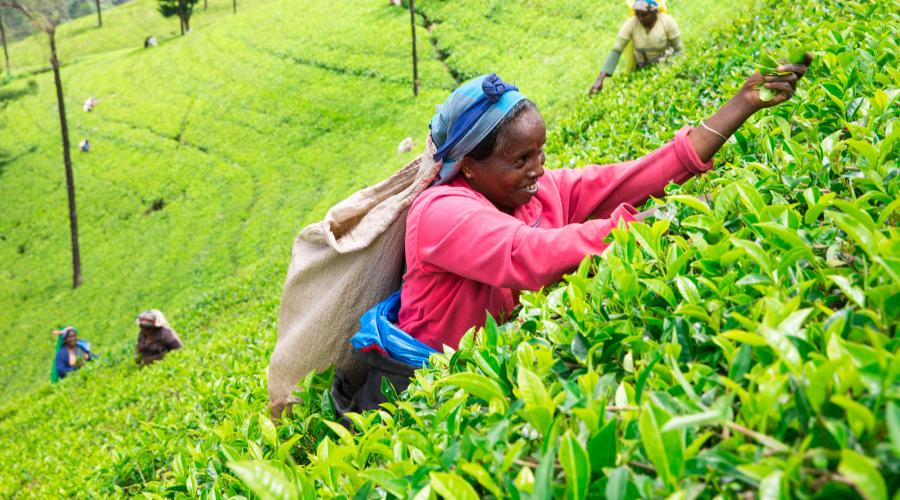A woman picks tea on a tea plantation in India