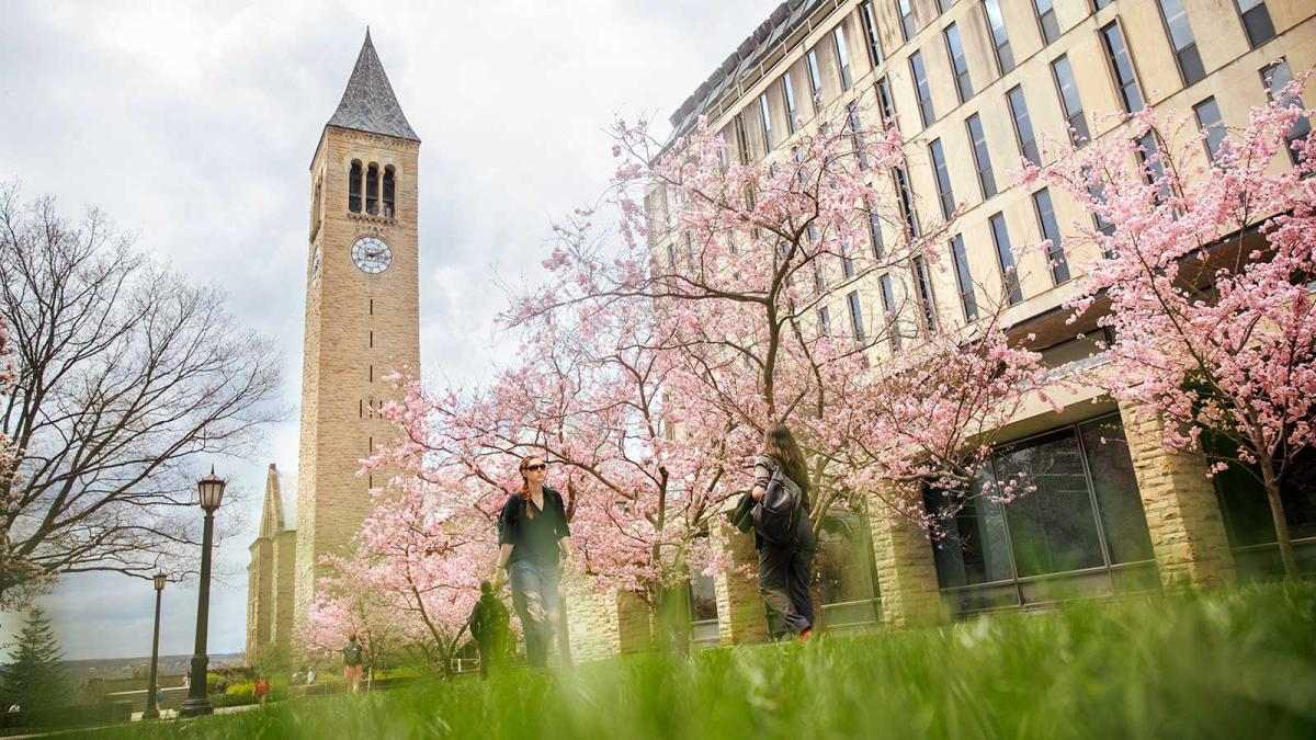 Students on campus under cherry blossoms