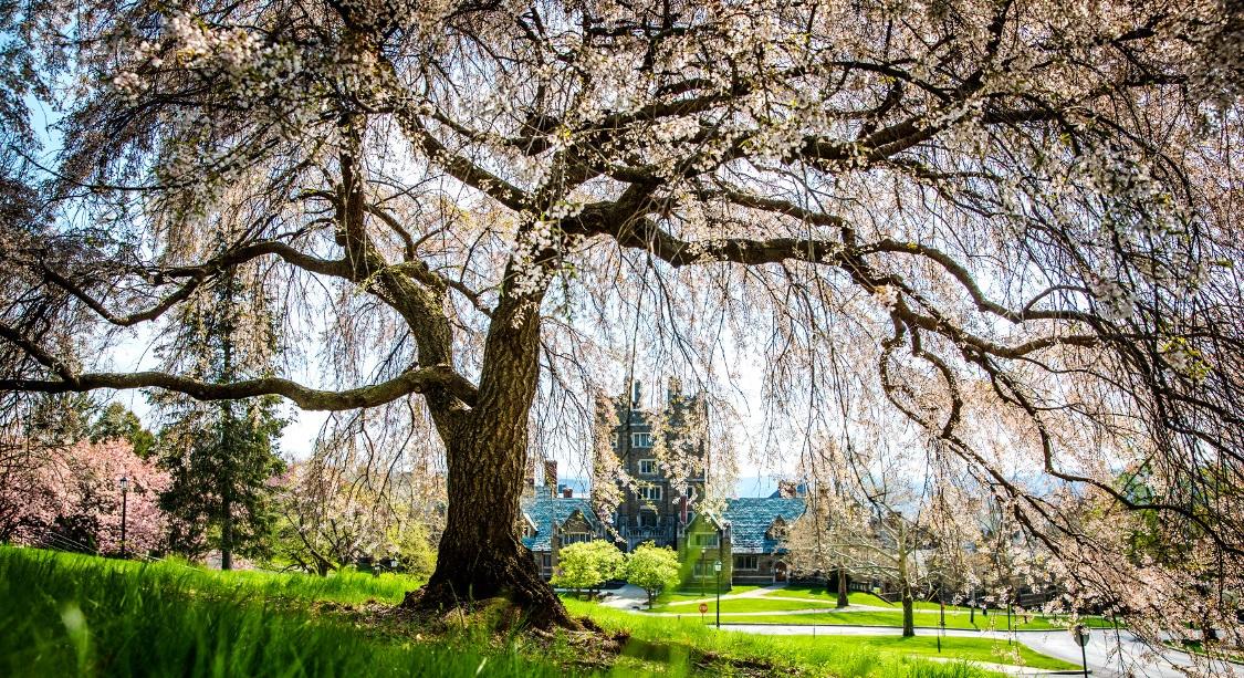 Image of a cherry tree