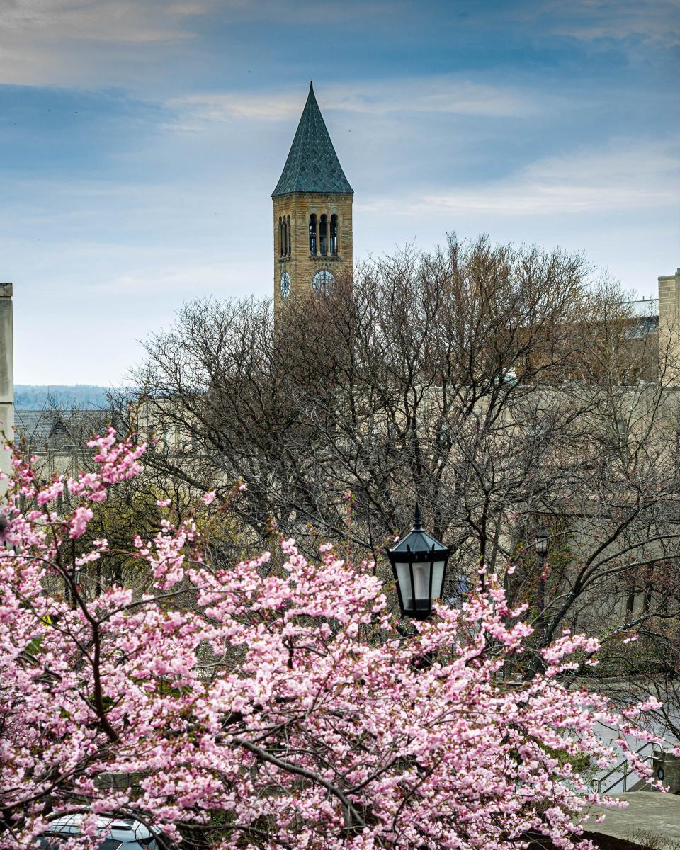 the cornell tower with cherry blossoms