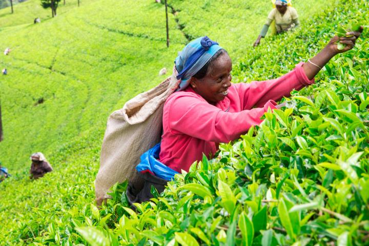 A woman picks tea on a tea plantation in India